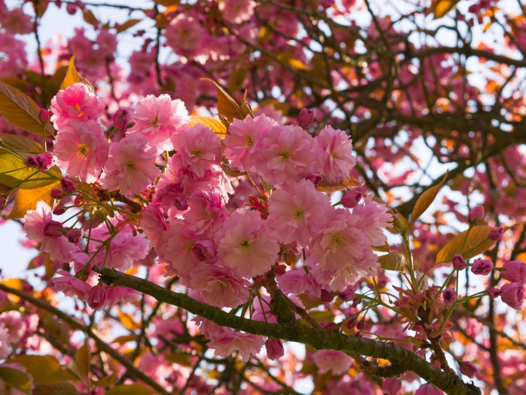 Spring: welcome cherry trees!